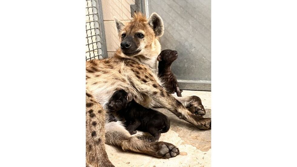 To keep the mother and cubs as calm and secure as possible during the days after the birth,...