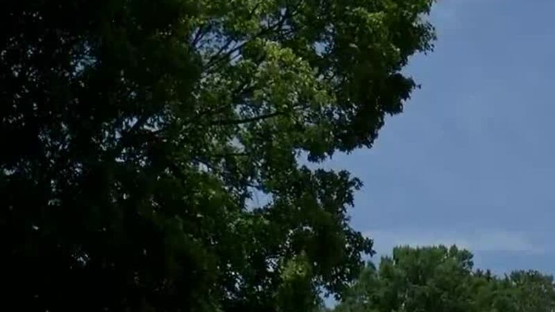 Experts with The Arborist said you should be getting your trees checked routinely. But, there...