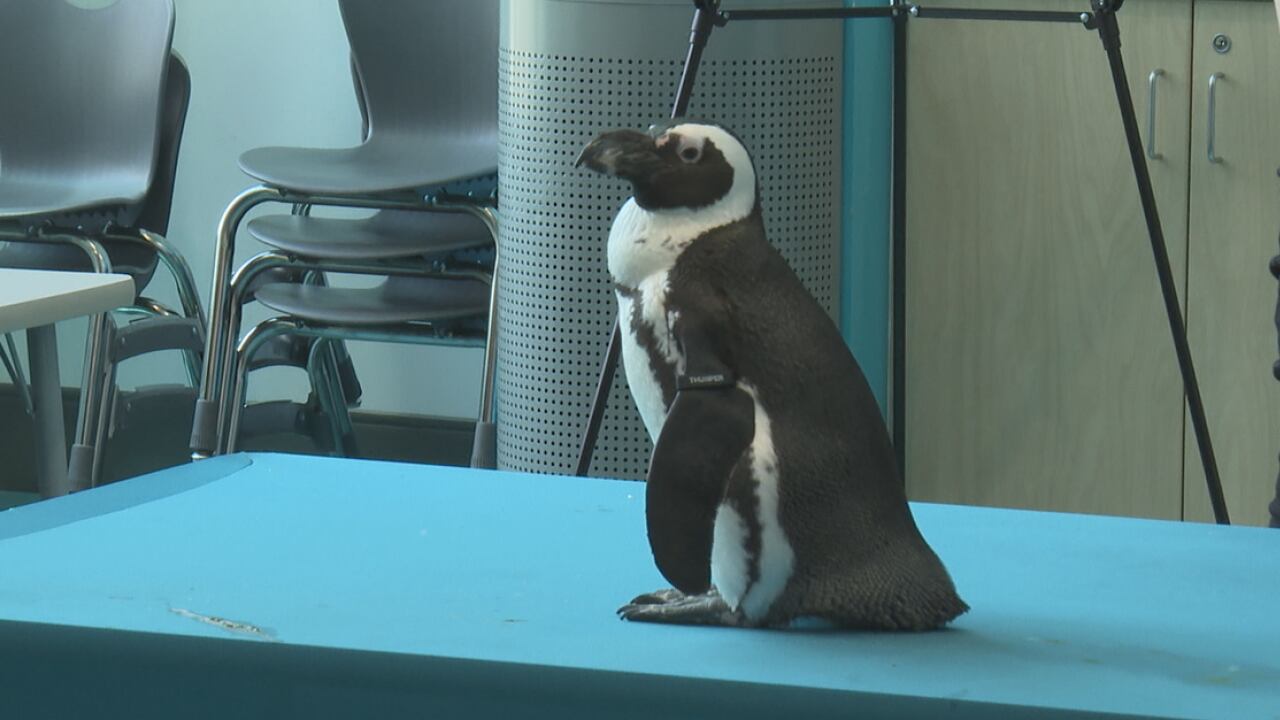 Mississippi Aquarium's traveling exhibit visits the Mississippi Children's Museum in Meridian - Vimarsana News