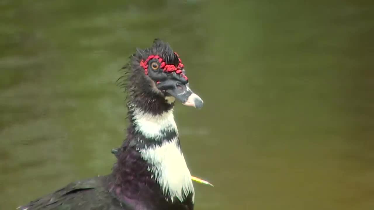Duck found with crossbow bolt lodged in neck, drawing concern from neighbors - Vimarsana News