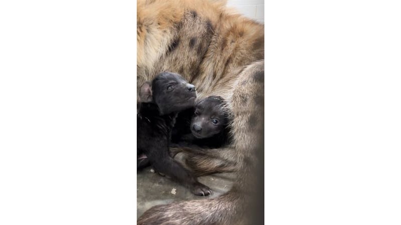 The Hattiesburg Zoo has announced that one of the hyena cubs had died.